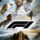 F1 Filmi izle