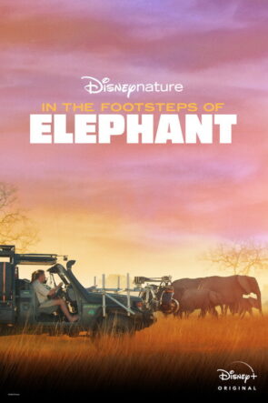 Fillerin İzinde izle (2020)