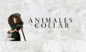 Animales sin collar izle (2018)