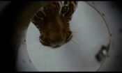 Kaplan Kapanı izle (2010)