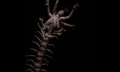 The Human Centipede 2 (Full Sequence) izle (2011)