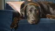 The Secret Life of Our Pets izle