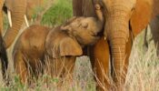 Wild Babies izle